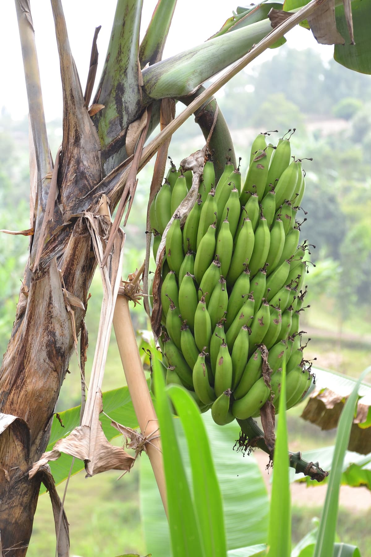 Green bananas growing in Rwanda for weekly family meals