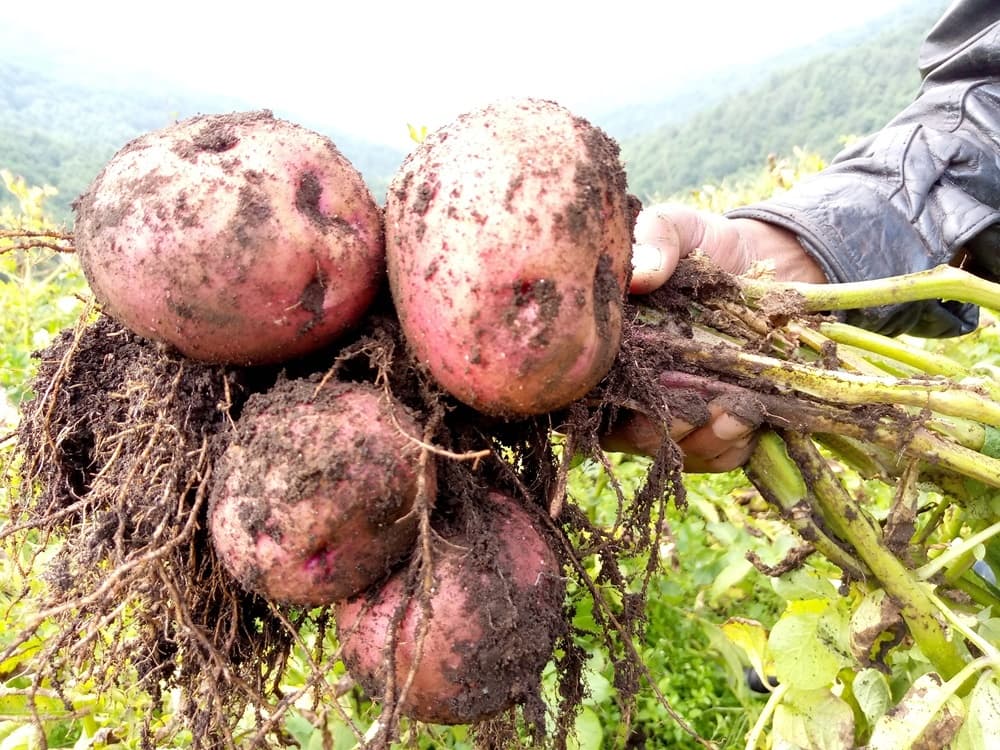 Harvest of Irish potatoes in Rwanda selected for a weekly Grocery Box